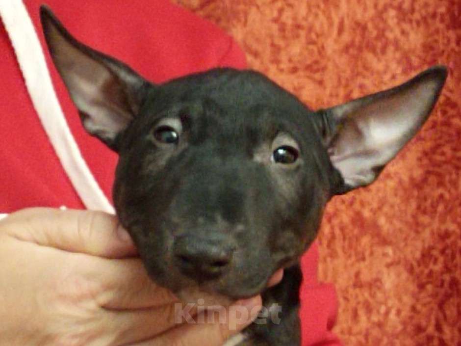 Собаки в Казани: Девочка минибультерьера Девочка, 90 000 руб. - фото 3
