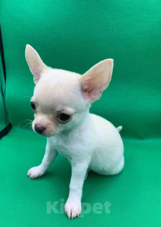 Собаки в Москве: Щенок чихуахуа мальчик короткошерстный.  Мальчик, 60 000 руб. - фото 8