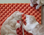 Кошки в Санкт-Петербурге: Продажа американских короткошерстных котят Мальчик, 60 000 руб. - фото 2