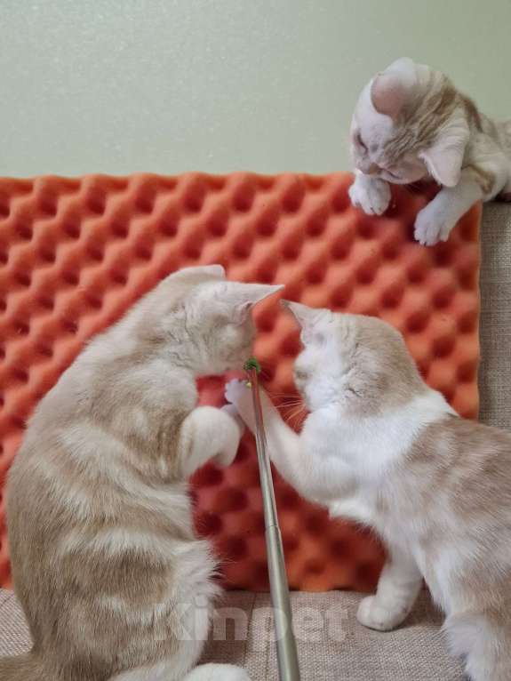 Кошки в Санкт-Петербурге: Продажа американских короткошерстных котят Мальчик, 60 000 руб. - фото 2