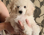 Собаки в Новороссийске: Миниатюрный белый  пудель Мальчик, 60 000 руб. - фото 1