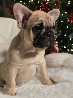 Французский бульдог мальчик