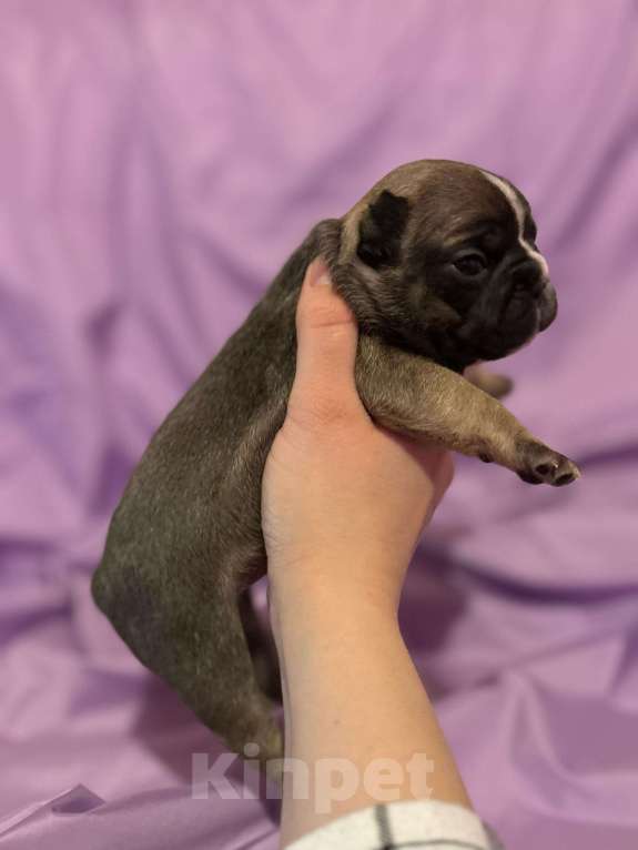 Собаки в Хабаровске: Щенок французского бульдога Девочка, 40 000 руб. - фото 2