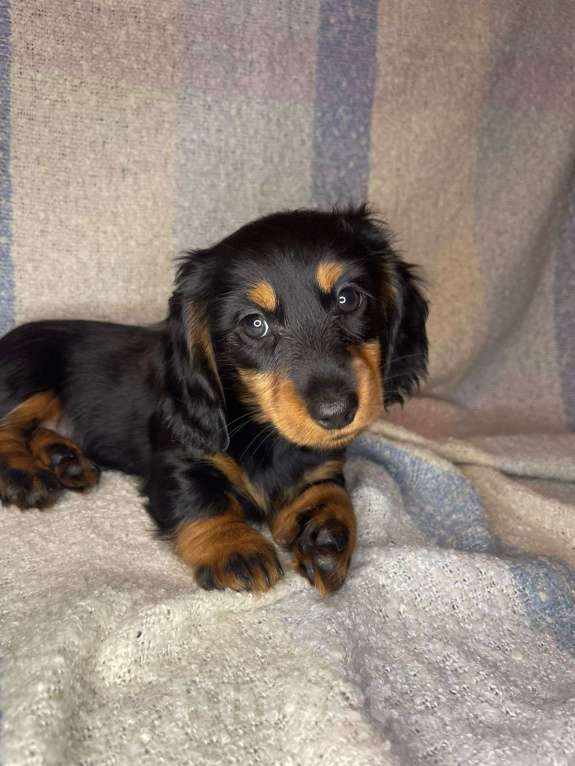 Собаки в Москве: Общительный парень. Мальчик, 60 000 руб. - фото 2