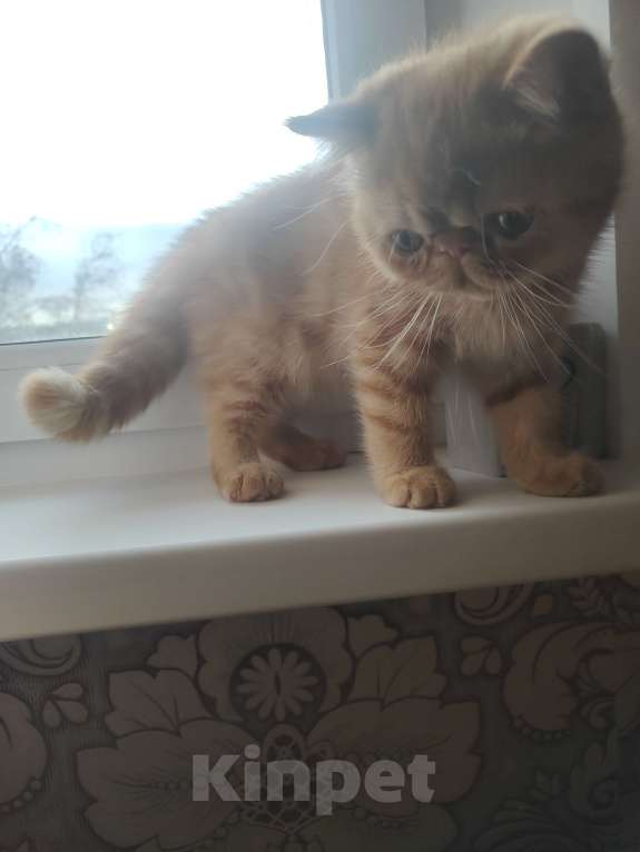 Кошки в Челябинске: Котёнок экзот Мальчик, 39 000 руб. - фото 7