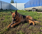Собаки в других городах Свердловской области: Немецкая овчарка Девочка, 13 000 руб. - фото 5