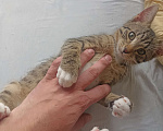 Кошки в Санкт-Петербурге: Отдам в хорошие руки кота Мальчик, 10 руб. - фото 7