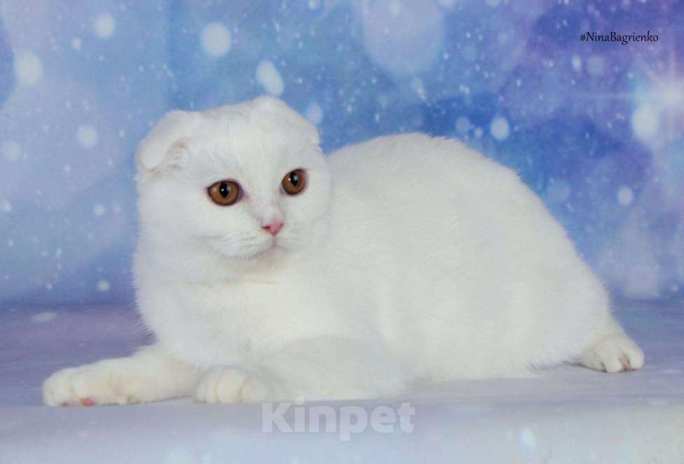 Кошки в Новокубанске: продажа шотландского котенка, 5 800 руб. - фото 1