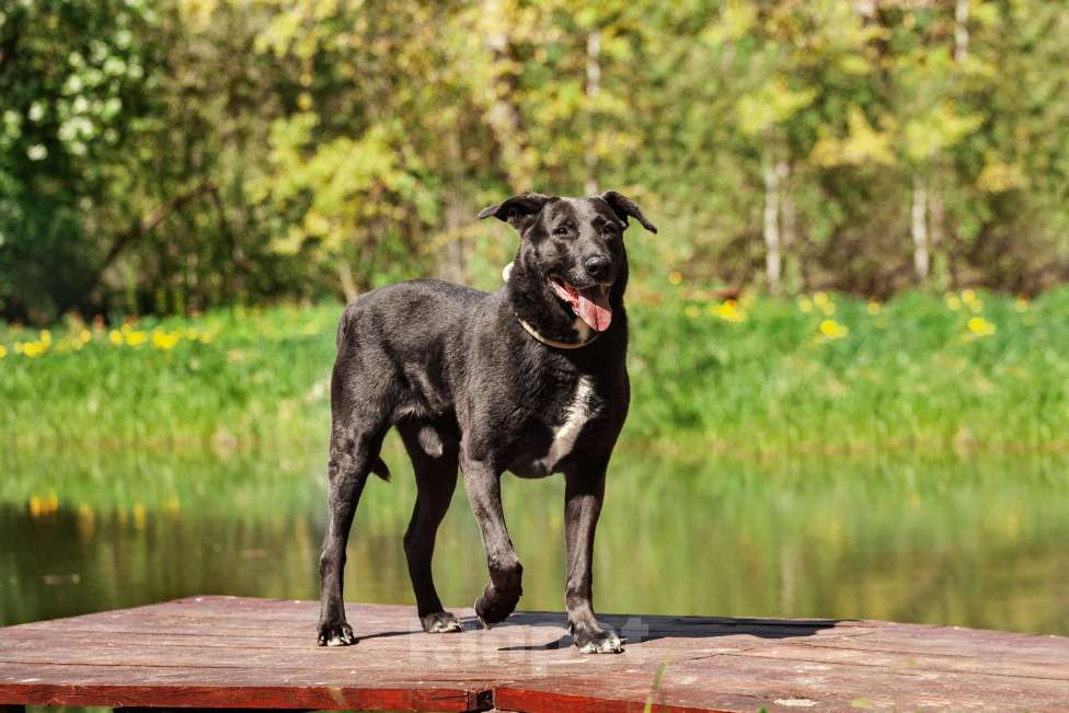 Собаки в Москве: Интеллектуальный и сильный Лавр. Он же Лавров, он же Лавруша. Мальчик, Бесплатно - фото 5