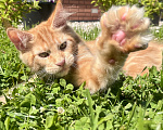 Кошки в Ярославле: Котенок Мейн Кун Мальчик, 40 000 руб. - фото 4