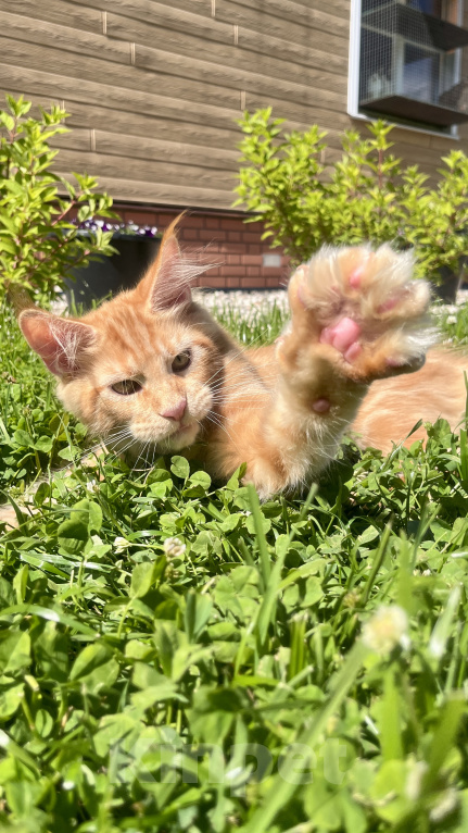 Кошки в Ярославле: Котенок Мейн Кун Мальчик, 40 000 руб. - фото 4