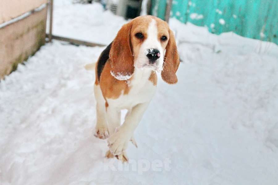 Собаки в Москве: Девочка бигля ркф Девочка, 80 000 руб. - фото 4