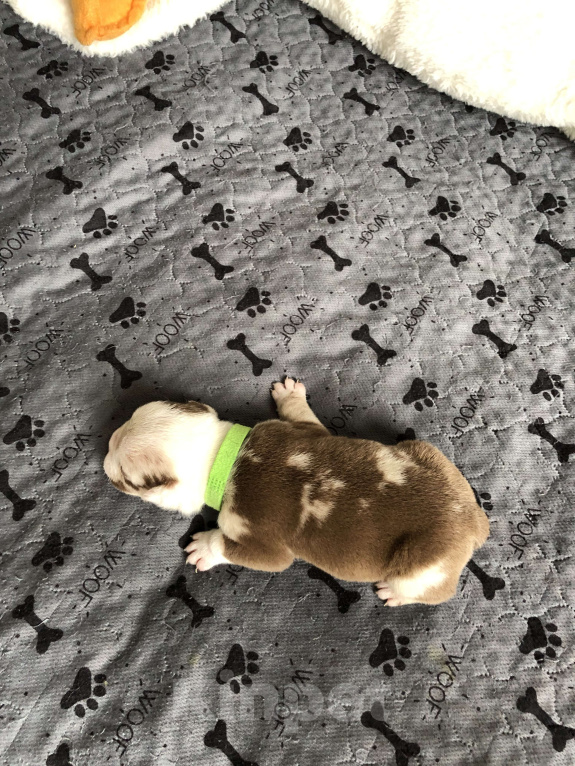 Собаки в Волгограде: Американский булли мальчик покет Мальчик, 50 000 руб. - фото 4