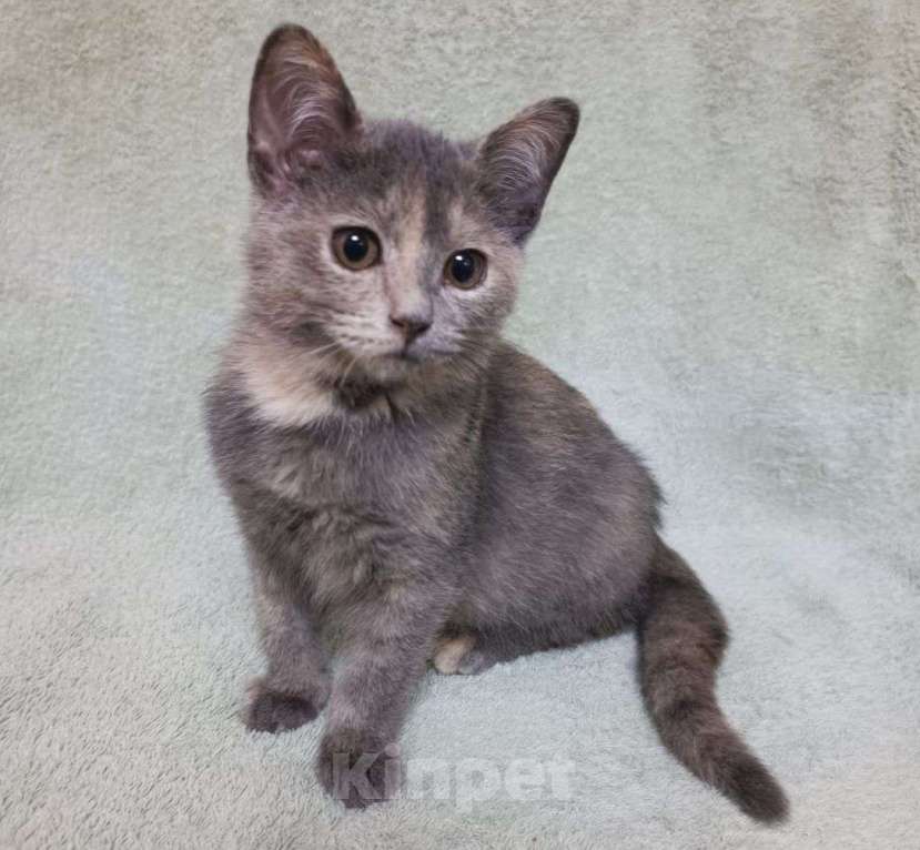 Кошки в Москве: Нежная двухмесячная малышка по имени Игруля 🤍 Девочка, Бесплатно - фото 2