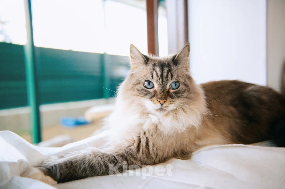 Кошки в Москве: Мурзилка мечтает о любящей семье! Мальчик, Бесплатно - фото 2