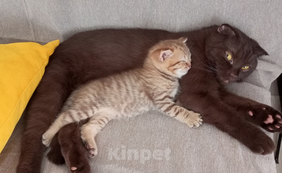 Кошки в Буденновске: Продается котенок шотландский (прямоухий)! Мальчик, 15 000 руб. - фото 2