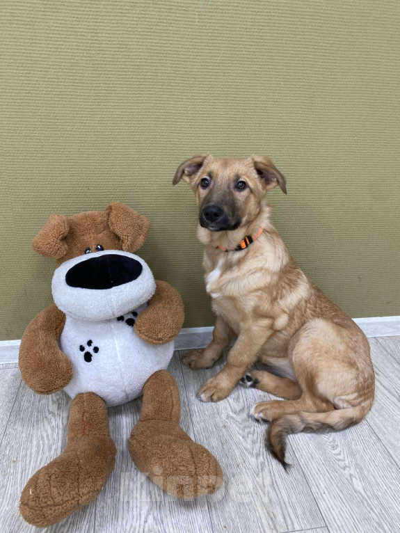 Собаки в Москве: Щенки бесплатно в Москве Девочка, Бесплатно - фото 3