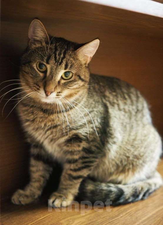 Кошки в Москве: Пружинка мечтает обрести дом! Девочка, Бесплатно - фото 3