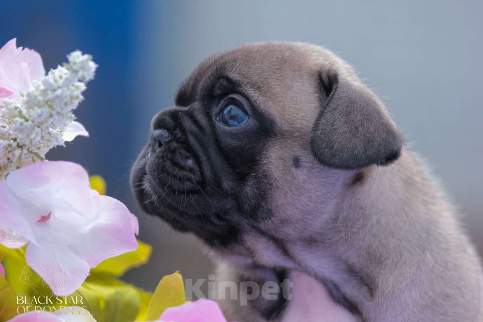 Собаки в Ртищево: Щенки французского бульдога Девочка, 100 000 руб. - фото 3