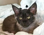 Кошки в Санкт-Петербурге: Кошечка черный дым Девочка, 50 000 руб. - фото 1