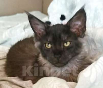 Кошки в Санкт-Петербурге: Кошечка черный дым Девочка, 50 000 руб. - фото 1