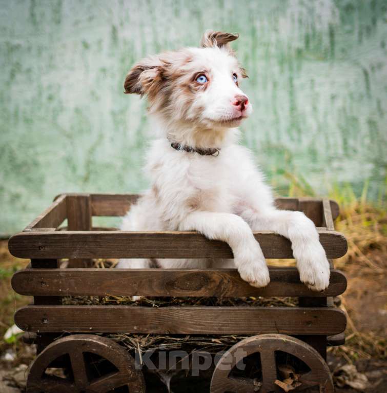 Собаки в Москве: Бордер колли, мальчики Мальчик, 80 000 руб. - фото 6
