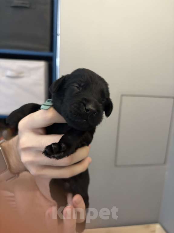 Собаки в Москве: Бронируем щенков прямошерстного ретривера флэт Мальчик, 75 000 руб. - фото 1