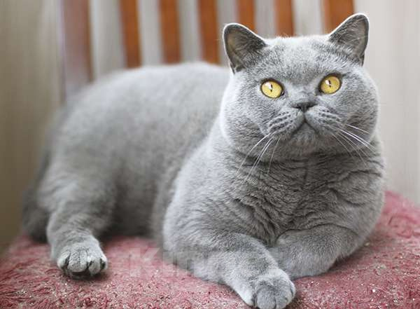 Кошки в Москве: Британский голубой шикарный кот. Мальчик, 60 000 руб. - фото 5