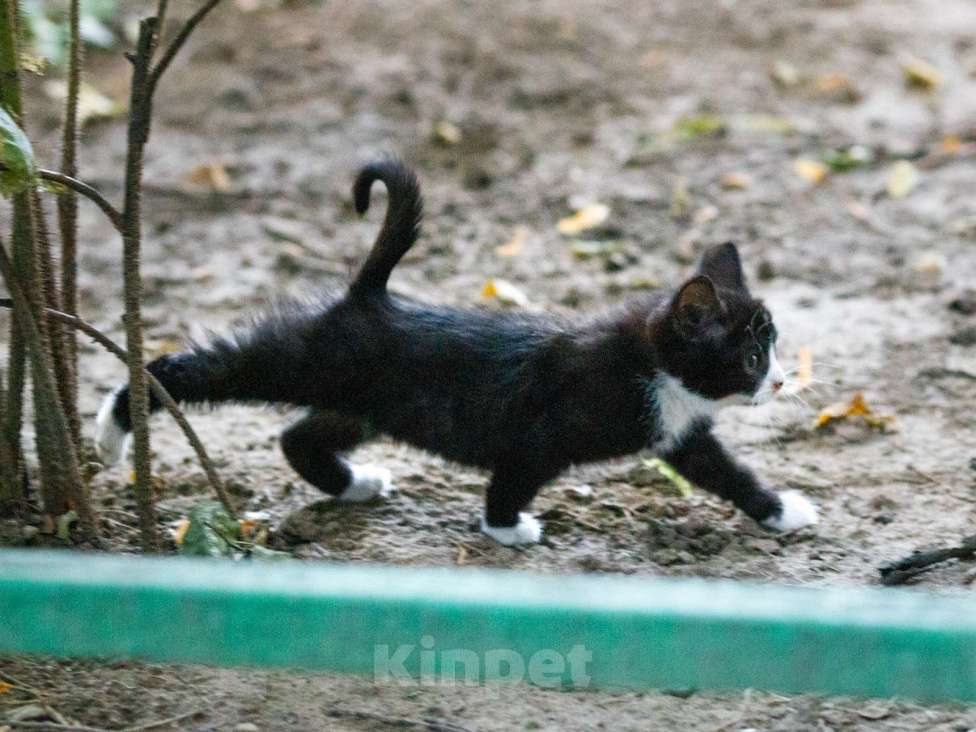 Кошки в Люберцах: Котятам нужен дом Мальчик, Бесплатно - фото 3