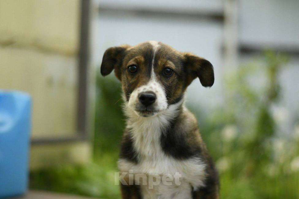 Собаки в Яхроме: Щенок девочка Дина ищет дом Девочка, Бесплатно - фото 2