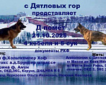 Собаки в Нижнем Новгороде: Щенок Немецкой овчарки девочки с документами РКФ  Девочка, Бесплатно - фото 2