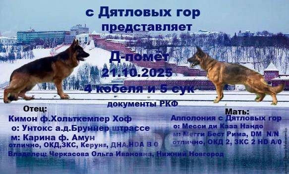 Собаки в Нижнем Новгороде: Щенок Немецкой овчарки девочки с документами РКФ  Девочка, Бесплатно - фото 2