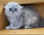 Кошки в Нижнем Новгороде: Серебристая вислоухая кошка Девочка, 25 000 руб. - фото 4