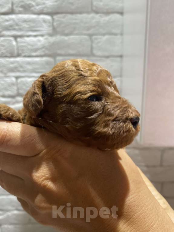 Собаки в Симферополе: Продается щенок той пуделя Мальчик, 55 000 руб. - фото 2