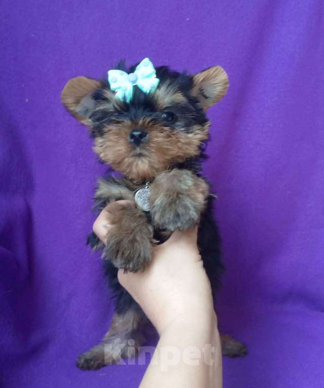 Собаки в Москве: Йоркширский терьер стандартная девочка Девочка, 45 000 руб. - фото 2