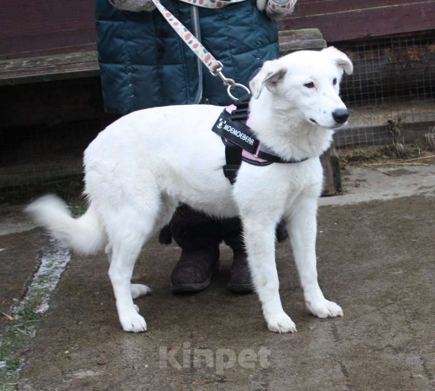 Собаки в Москве: Ласковая , молоденькая девочка Мия ждет свою родную семью! Девочка, Бесплатно - фото 4