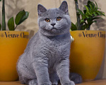 Кошки в Санкт-Петербурге: Продается голубой британский мальчик- Мальчик, 35 000 руб. - фото 2