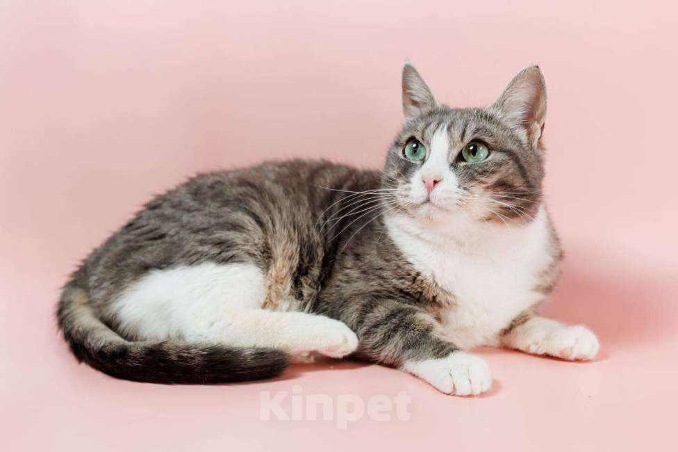 Кошки в Ивантеевке: Кошка с красивыми глазами Девочка, Бесплатно - фото 5