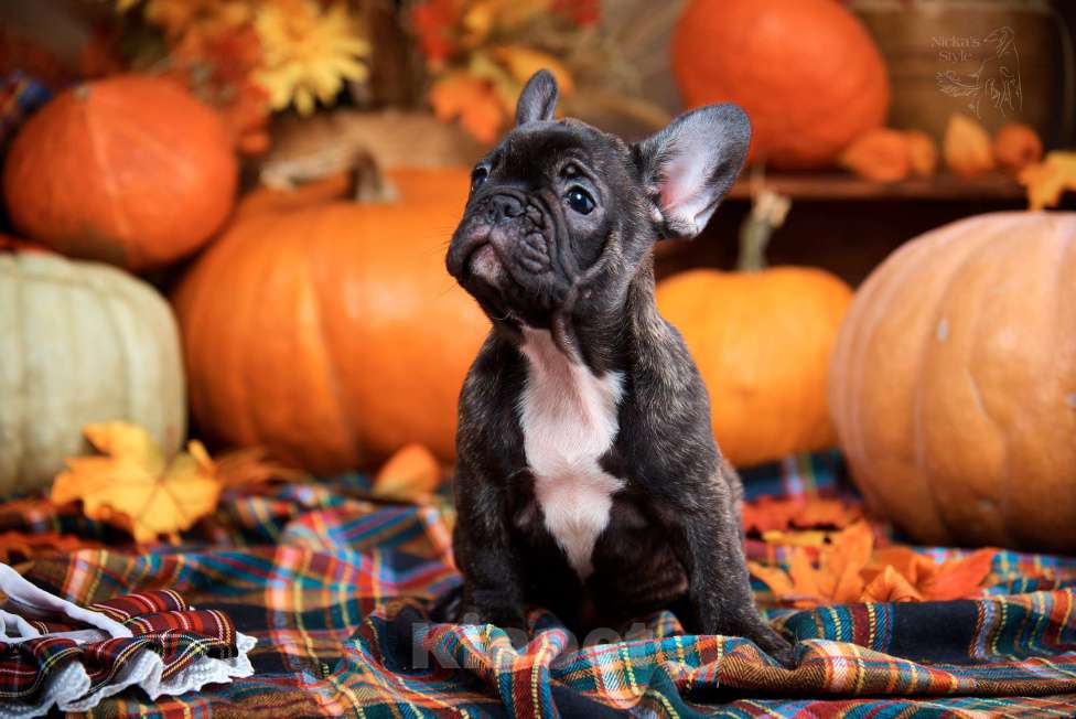 Собаки в Ростове-на-Дону: Готовы к переезду. Девочка, 35 000 руб. - фото 4