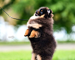 Собаки в Барнауле: Померанский шпиц Мальчик, 100 000 руб. - фото 2