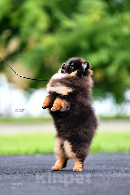 Собаки в Барнауле: Померанский шпиц Мальчик, 100 000 руб. - фото 2