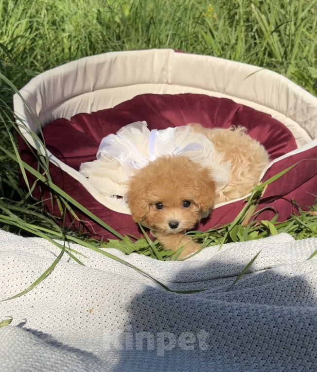 Собаки в Москве: Мальтипу Микро с Кукольной 😍 Baby-face Девочка, 230 000 руб. - фото 2