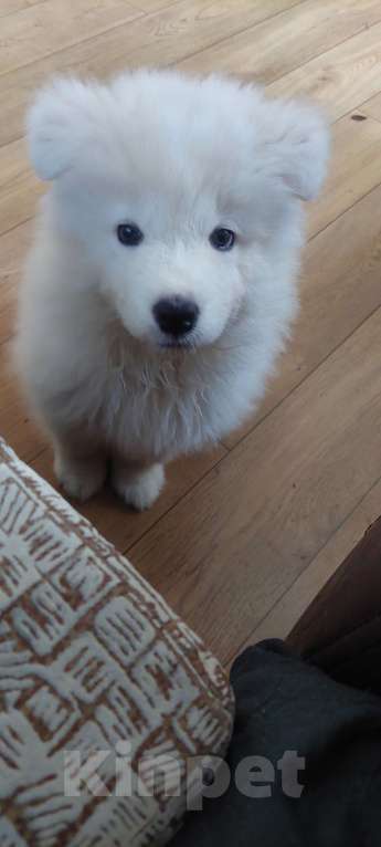 Собаки в Уфе: Продам щенка Самоеда (девочка) Девочка, 30 000 руб. - фото 2