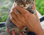 Кошки в Семилуках: Котенок в добрые руки Девочка, Бесплатно - фото 2