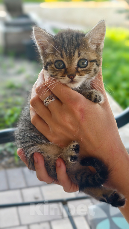 Кошки в Семилуках: Котенок в добрые руки Девочка, Бесплатно - фото 2