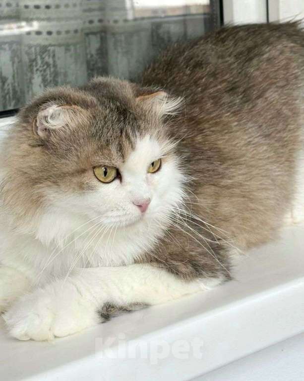 Кошки в Москве: Вислоухая кошечка Светик ищет дом Девочка, Бесплатно - фото 3