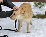 Собаки в Москве: Симпатичный бородатик Вульф всё ещё ждёт своего человека Мальчик, 10 руб. - фото 4