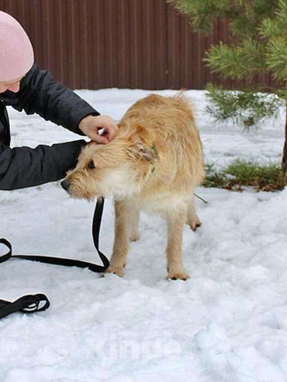 Собаки в Москве: Симпатичный бородатик Вульф всё ещё ждёт своего человека Мальчик, 10 руб. - фото 4