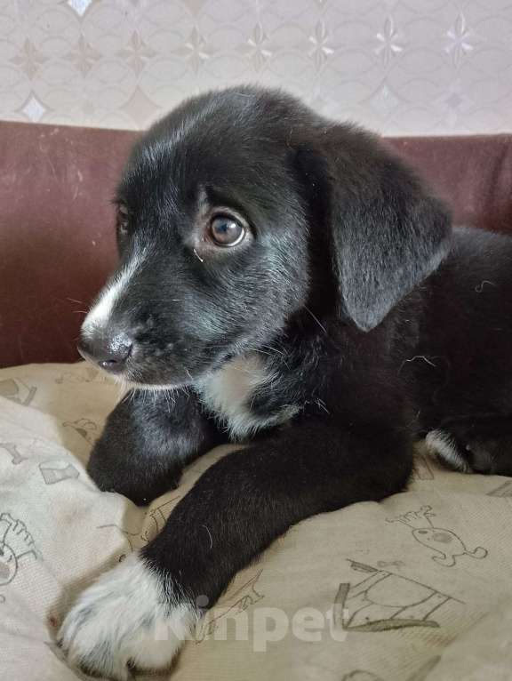 Собаки в Кинели: Щенок в добрые руки Девочка, 1 000 руб. - фото 3