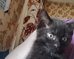 Кошки в Бабушкине: Котик, Бесплатно - фото 2